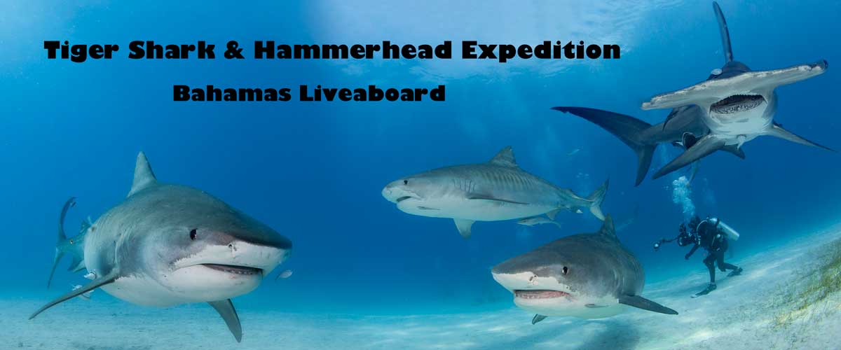 Tiger Shark and Hammerhead Shark Diving in the Bahamas