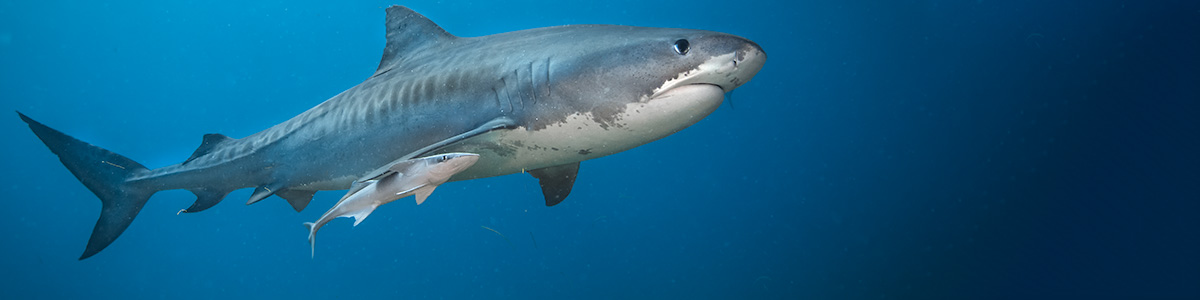 Tiger Shark and Hammerhead combo live aboard trip Bahamas