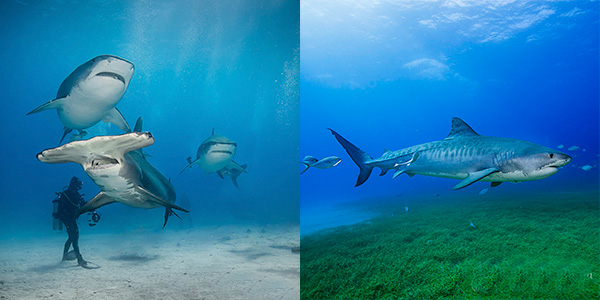 Tiger Shark and Hammerhead Combo Dive Trip in Bahamas